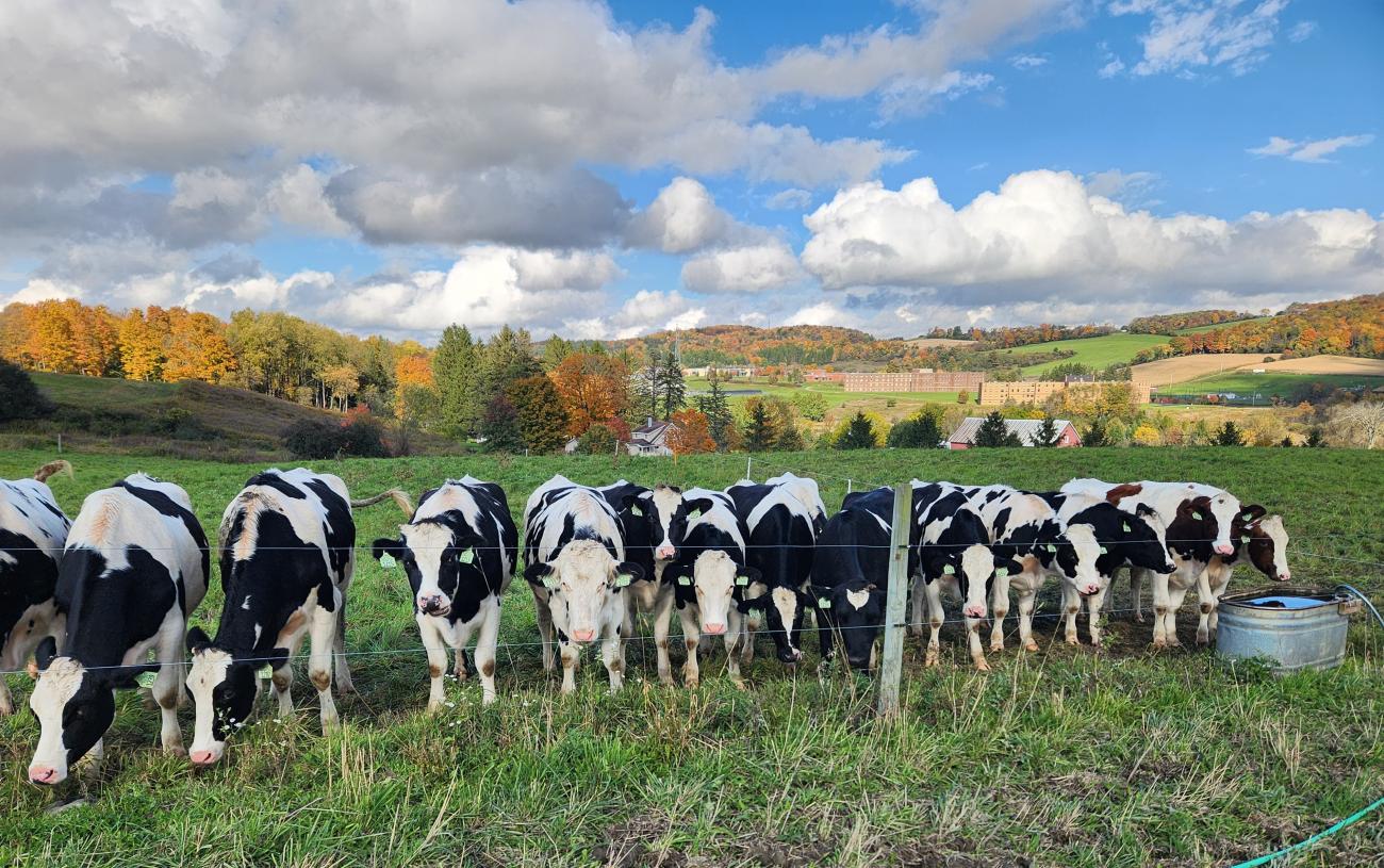 SUNY Morrisville cows