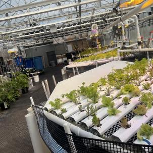 This image shows an aquaponics system with lettuces.