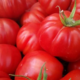 This images shows aquaponically grown tomatoes