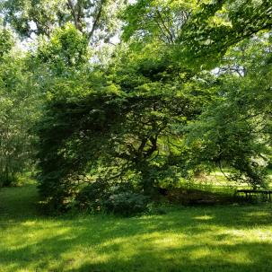 European beech 'tortuosa'