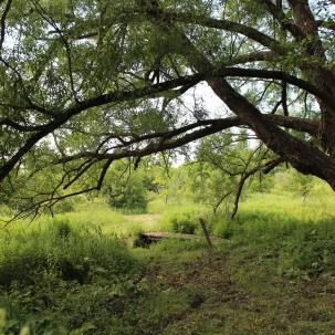 Willow on east side of Callahan Brook