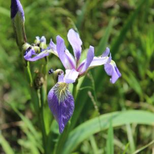 Blue Flag Iris