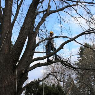 Student climbing in the arboretum