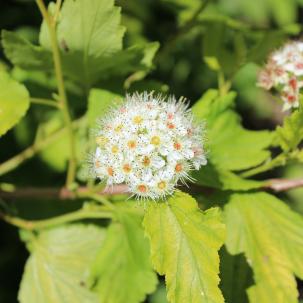 Ninebark in bloom
