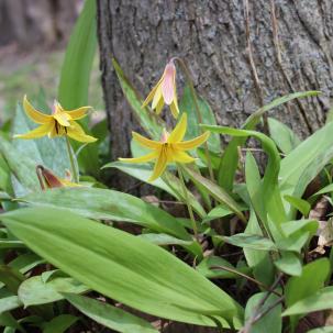 Trout lily in bloom