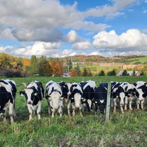SUNY Morrisville cows