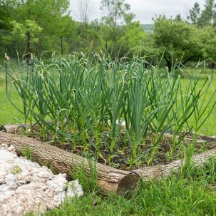 SUNY Morrisville food forest takes root 