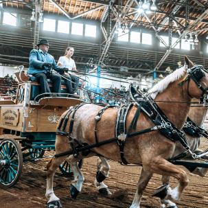 SUNY Morrisville's Belgian Hitch at the 2023 State Fair 