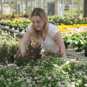 A student prepares for the annual plant sale 
