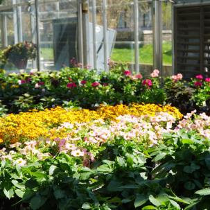 Flowers in the sale