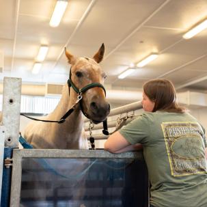 The equine underwater treadmill 