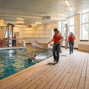 Horse swim 