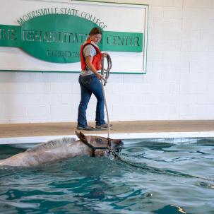 A horse swims in the ERC pool 