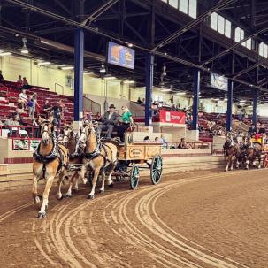SUNY Morrisville's Belgian hitch competes at the NY State Fair 