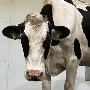 A cow at Open Farm Day at SUNY Morrisville