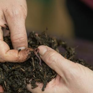 Worm composting in Jen Gilbert Jenkins’ labs.