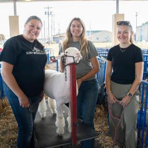 SUNY Morrisville students show sheep at the NY State Fair 