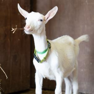 Polly, one of the goats in the livestock barn