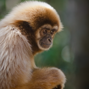 pensive primate