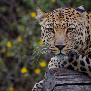 lethargic leopard