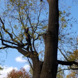 Climbing Campus Trees