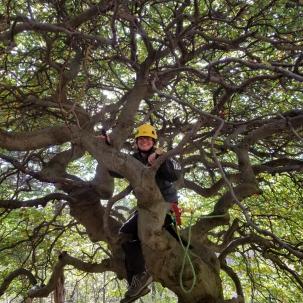 A Student Climbs Campus Trees