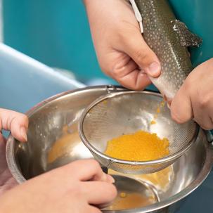 Students participated in trout spawning in Elisa Livengood’s class.