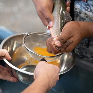 Students participated in trout spawning in Elisa Livengood’s class.