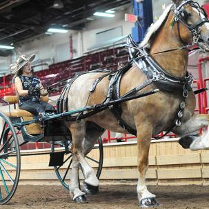 Student showing our draft horse