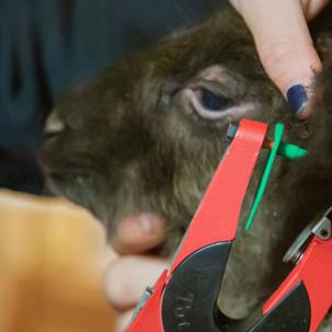 A student tags the ear of a baby goat.