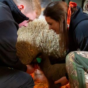 Two students assist a baby goat.