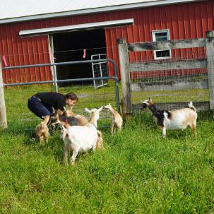 Student Carriane Bush worked with and took care of the goats at the Groves barn as par of a summer internship.