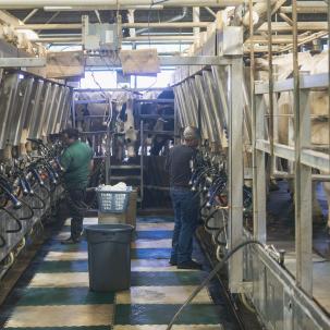 Students work in the Milking Parlor.