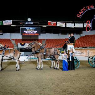 Students showing the draft horse hitch