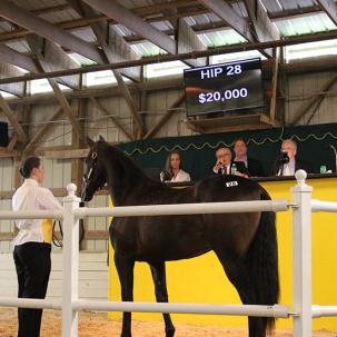 A student handling a horse at the Standardbred yearling sale