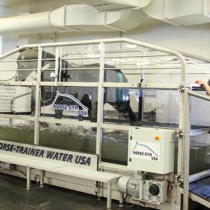 Students in the Equine Rehabilitation and Therapy program performing underwater treadmill with a horse