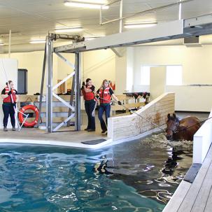 Students swimming a horse