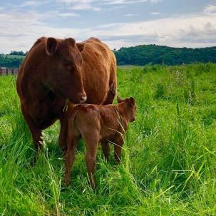 The agricultural business degree offers students the flexibility to enroll in livestock, agronomy, dairy, horticulture, equine, and many other agriculture courses.
