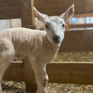 The agricultural business degree offers students the flexibility to enroll in livestock, agronomy, dairy, horticulture, equine, and many other agriculture courses.