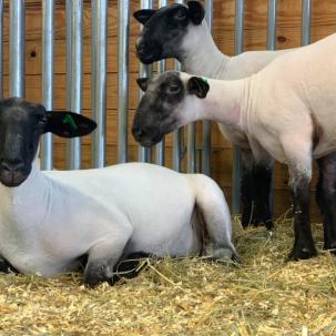 The agricultural business degree offers students the flexibility to enroll in livestock, agronomy, dairy, horticulture, equine, and many other agriculture courses.