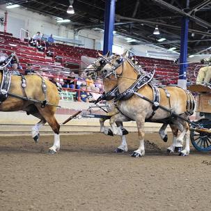 Student showing our draft horses