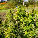 Cannabis waiting to be harvested from the research plot in 2019.